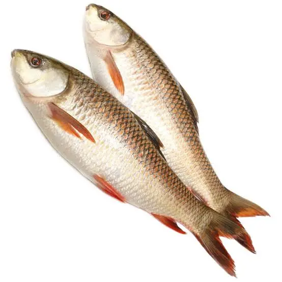 Rohu