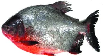 Paarai - Eri Vavval - Roopchandh