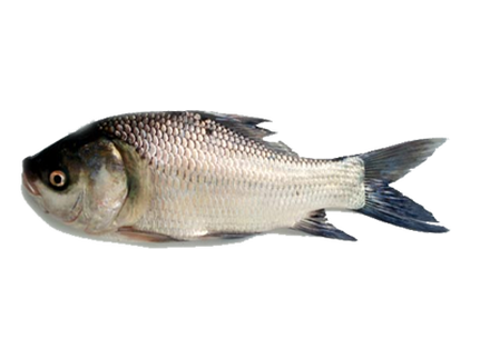Catla