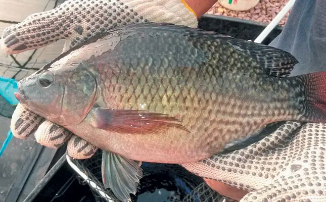 Tilapia - Big