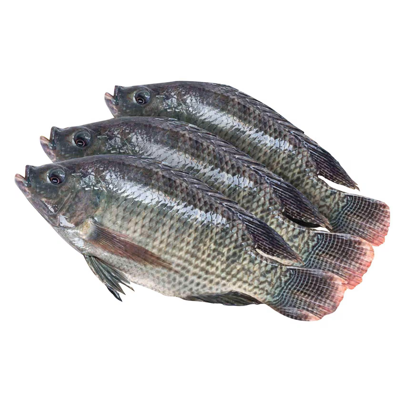 Tilapia - small