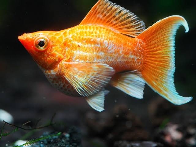 Orange balloon molly