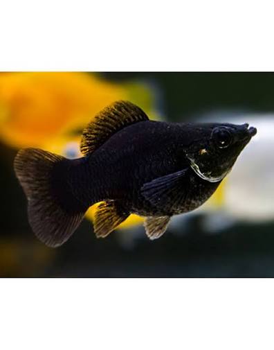 Black Balloon Molly