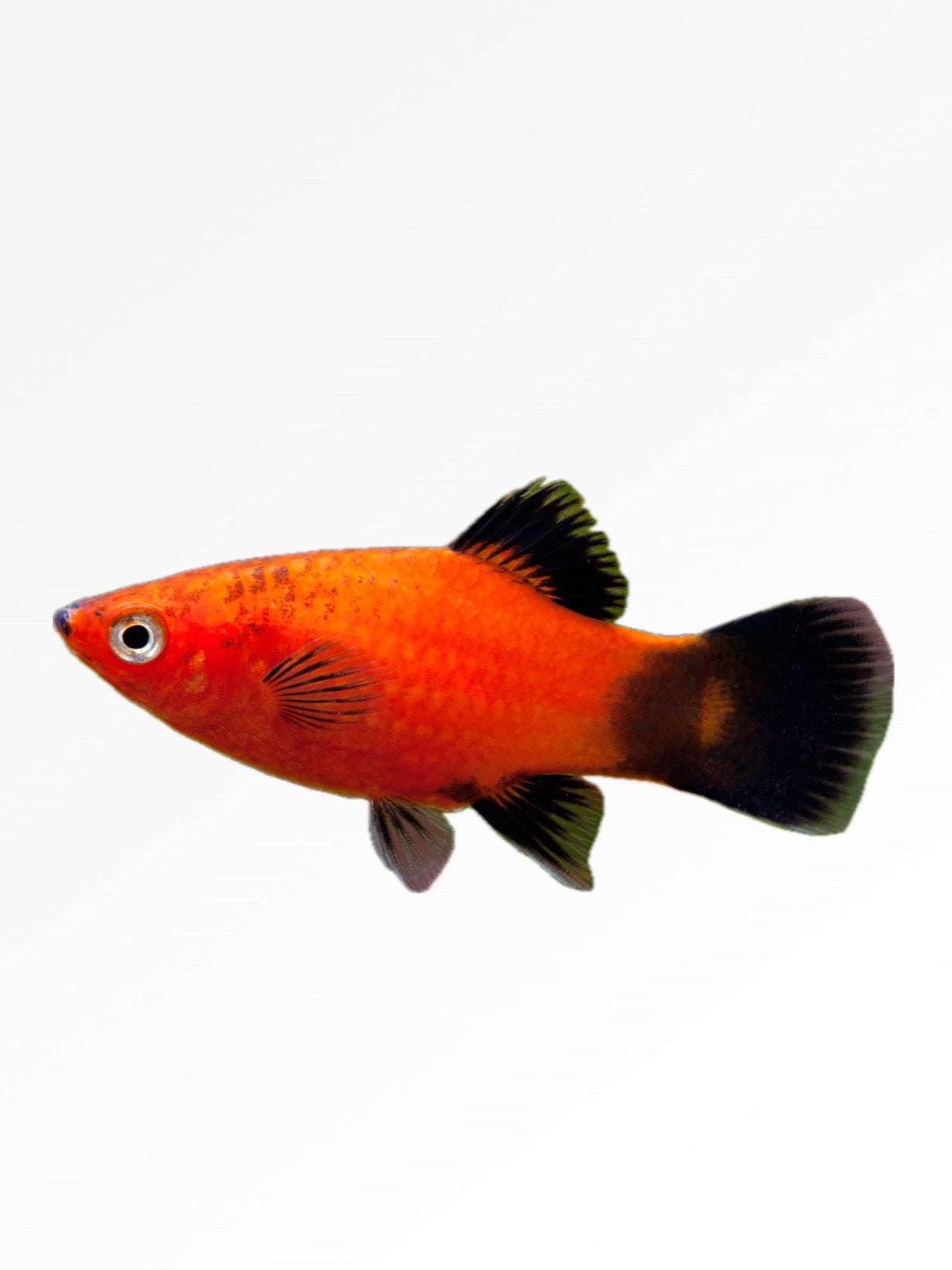 Red dwarf Platy