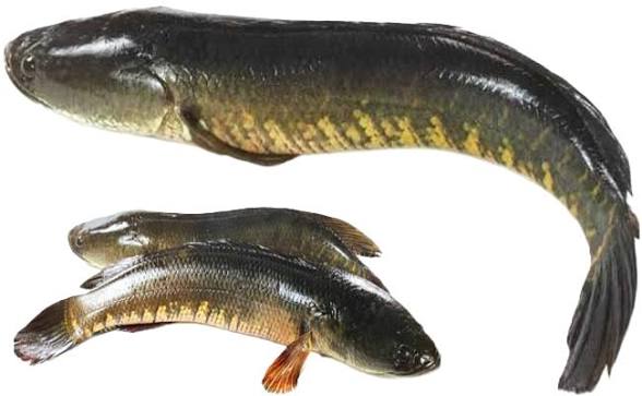 Murrel/ Viraal/ Avuri