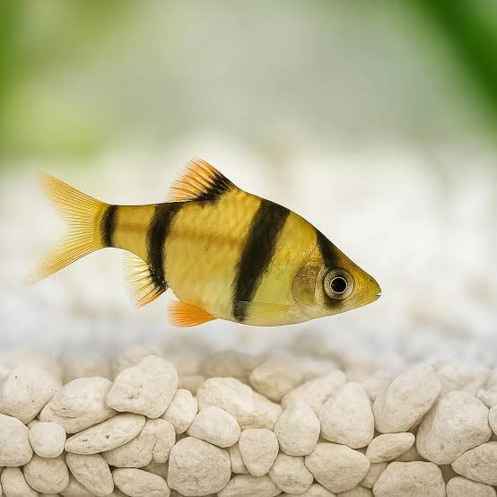 Tiger/ Tiger Barb