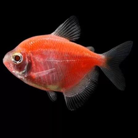 Orange Widow Tetra