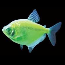 Green Widow Tetra