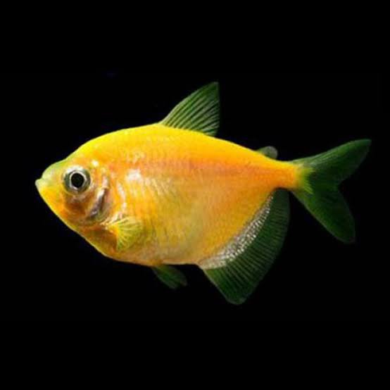 Yellow Widow Tetra