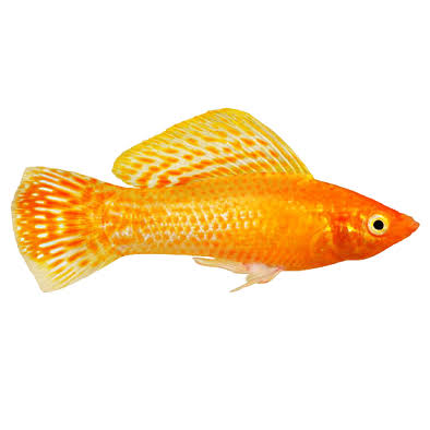 Orange Molly